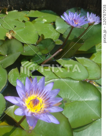 水辺に広がる紫の花と緑のコントラスト 120787038