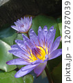 静寂と美しさが漂う水辺の花 120787039