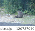 森の中で静かに過ごす野生の猿 120787040