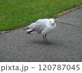 芝生のそばに佇むカモメ 120787045