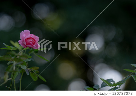 薔薇 120787078