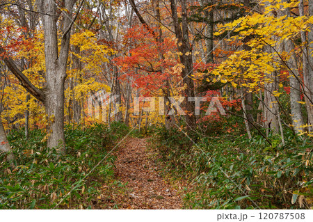 紅葉の手稲山登山　北海道札幌市 120787508