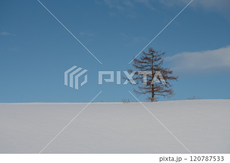 冬の晴れた日の雪の丘の上の松の木 冬の晴れた日の雪の丘の上の松の木 120787533