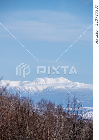 冬の雑木林と雪山 120787537