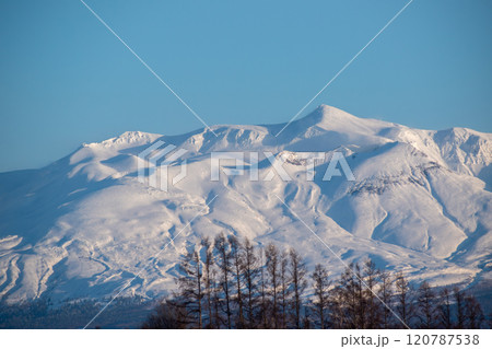 冬の晴れた日の雪山の山頂とカラマツ林　十勝岳 120787538