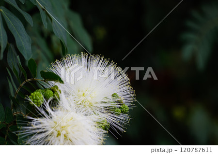 カリアンドラ04 120787611