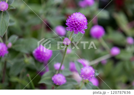ピンクのセンニチコウの花 120787636