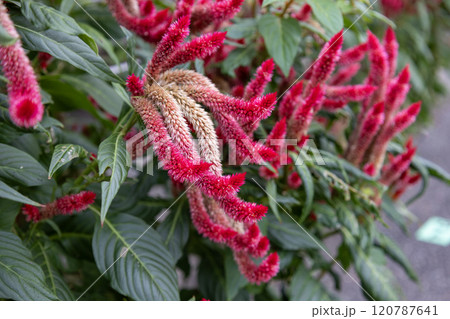 赤いケイトウ(鶏頭)の花 赤いケイトウ(鶏頭)の花 120787641