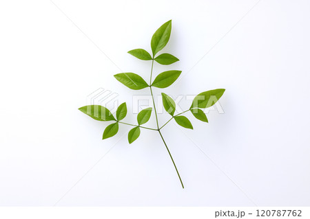 南天の葉 120787762