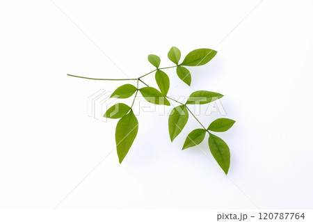 南天の葉 120787764