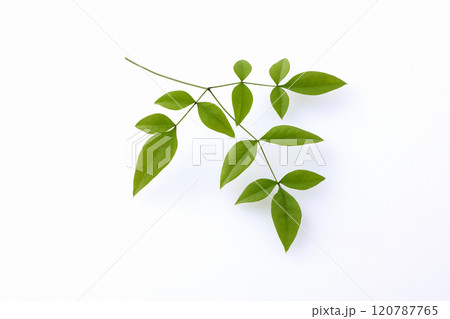 南天の葉 120787765