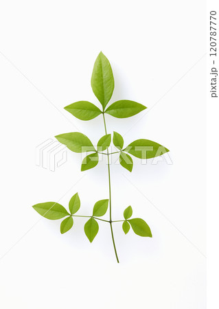 南天の葉 南天の葉 120787770