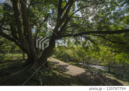 調布市・野川公園の椋の木 120787784