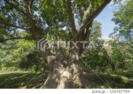 調布市・野川公園の椋の木 120787794