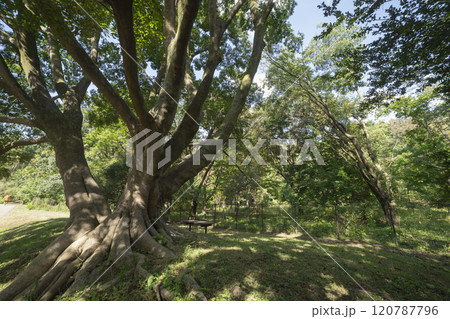 調布市・野川公園の椋の木 120787796