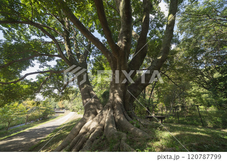 調布市・野川公園の椋の木 調布市・野川公園の椋の木 120787799