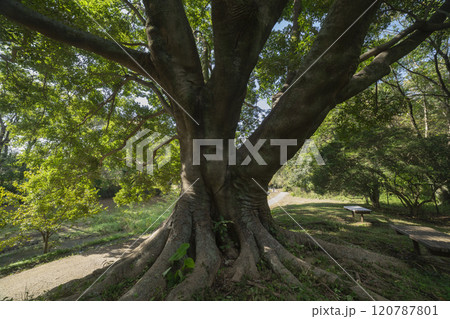 調布市・野川公園の椋の木 120787801