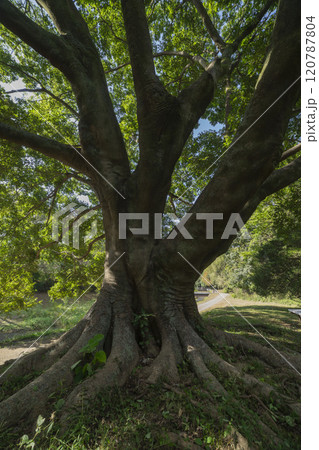 調布市・野川公園の椋の木 120787804