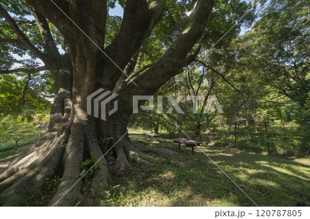 調布市・野川公園の椋の木 120787805