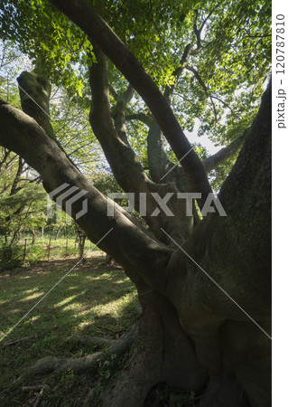 調布市・野川公園の椋の木 120787810