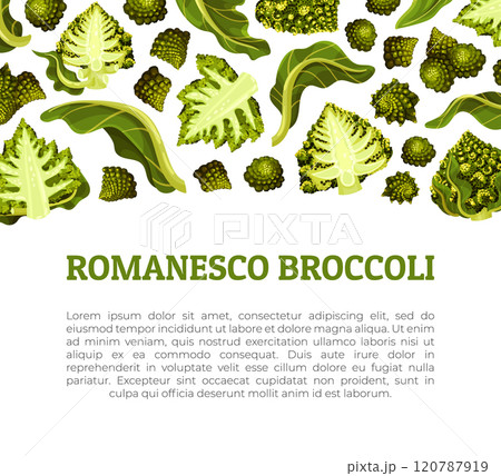 Romanesco Cabbage Banner Design with Bright Green Leaf Vector Template 120787919