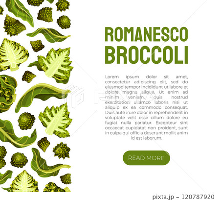 Romanesco Cabbage Banner Design with Bright Green Leaf Vector Template 120787920
