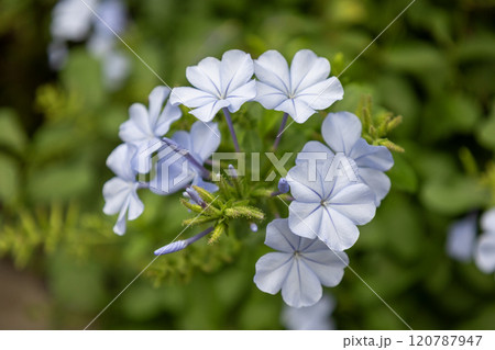 薄い青紫のルリマツリ（プルンバゴ）の花 120787947