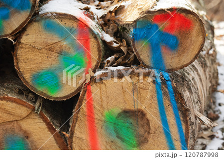 Cut logs of wood stacked in a pile, painted with colorful spray paints to prevent theft 120787998