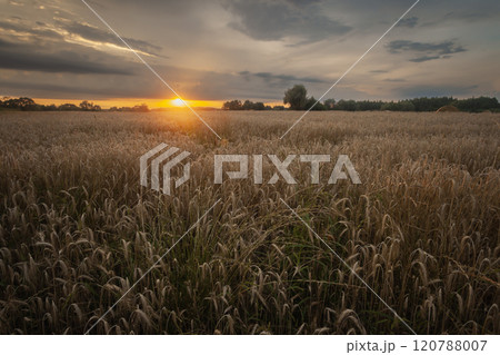 Countryside view of sunset over a grain field Countryside view of sunset over a grain field 120788007