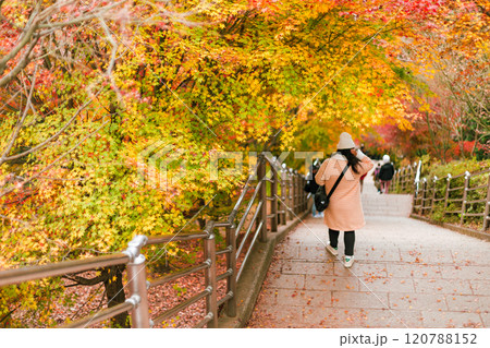 Maple leaves, autumn colors in Japan Maple leaves, autumn colors in Japan 120788152
