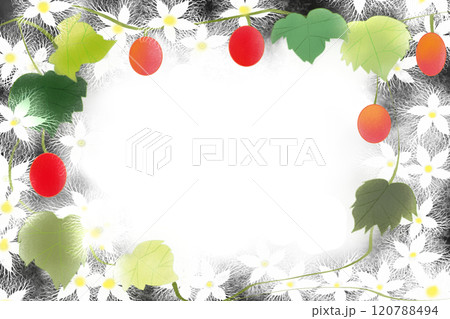 烏瓜の花と実のカード2 烏瓜の花と実のカード2 120788494