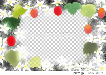 烏瓜の花と実のカード2 烏瓜の花と実のカード2 120788494