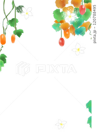 烏瓜の花と実のカード1 烏瓜の花と実のカード1 120788495