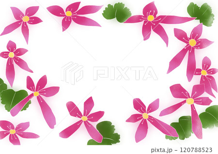 大文字草の花のカード2 120788523