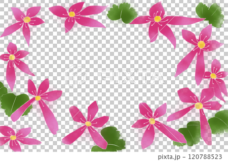 大文字草の花のカード2 120788523