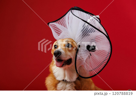 Corgi in elegant oversized white hat on a red background, exuding charm and sophistication Corgi in elegant oversized white hat on a red background, exuding charm and sophistication 120788819