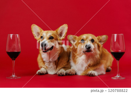 Two corgis enjoying a sophisticated moment with wine glasses, red background adds a vibrant charm 120788822