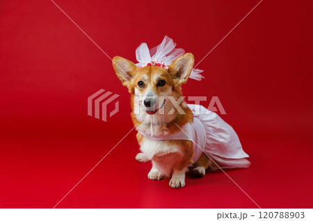 Smiling corgi in a stunning bridal gown, ready for a pawsome wedding moment on a red backdrop Smiling corgi in a stunning bridal gown, ready for a pawsome wedding moment on a red backdrop 120788903