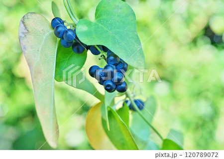 紺色のヤブツヅラフジの実(秋、十一月) 紺色のヤブツヅラフジの実(秋、十一月) 120789072