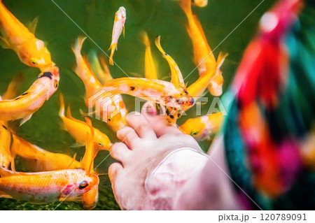 Kangal fish nibble on dead, keratinized skin on woman's foot. Natural pedicure. Kangal fish nibble on dead, keratinized skin on woman's foot. Natural pedicure. 120789091