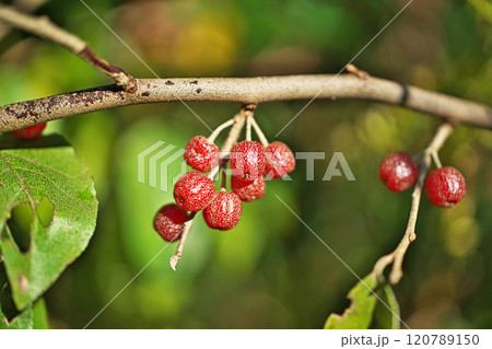 赤に白い斑点があるアキグミの実(秋、十一月) 赤に白い斑点があるアキグミの実(秋、十一月) 120789150