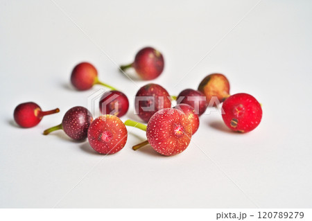 赤に白い斑点があるイヌビワの実（秋、十一月） 120789279