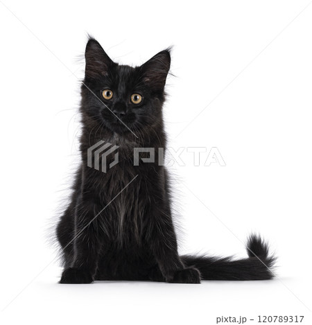 Black cat on white background 120789317