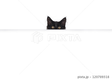 Black cat on white background Black cat on white background 120789318