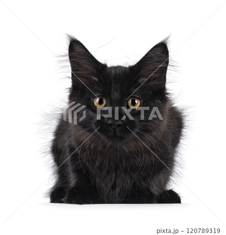Black cat on white background Black cat on white background 120789319