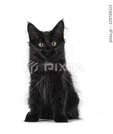 Black cat on white background Black cat on white background 120789322