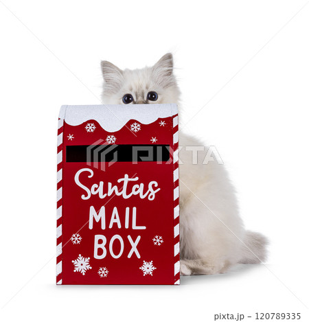 Sacred Birman cat kitten on white background 120789335
