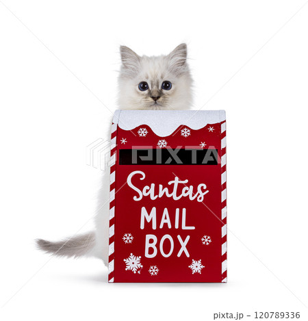 Sacred Birman cat kitten on white background 120789336