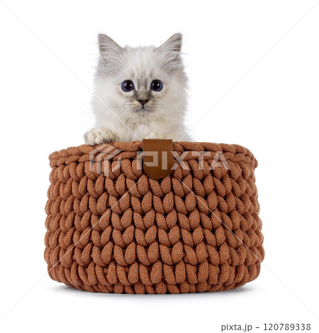 Sacred Birman cat kitten on white background Sacred Birman cat kitten on white background 120789338