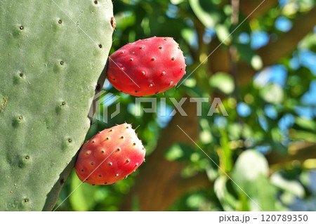 棘のある赤いウチワサボテンの実（秋、十一月） 120789350